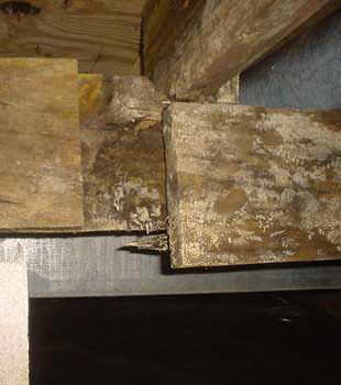 Extensive basement rot found in Glenwood Springs  by Colorado Crawl Space