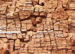 Wood severely damaged by dry rot damage in Vail 