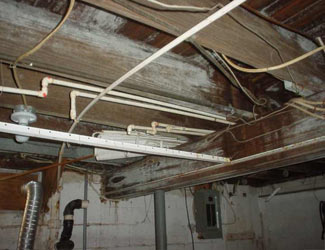 a humid basement overgrown with mold and rot in Buena Vista 